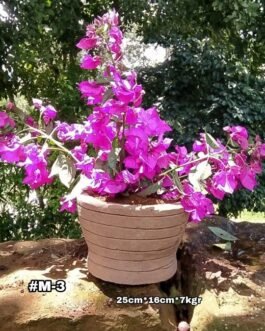 Matera en Piedra #M-3